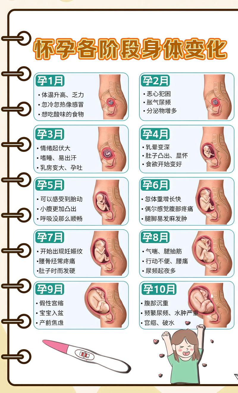 揭秘供卵代孕妈妈怀孕小腹分两节,孕期变化的奥秘郴州代生机构: